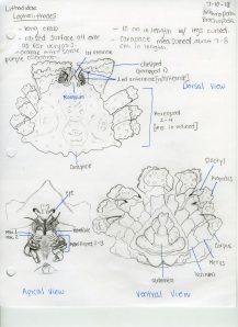 Figure A. Hand drawn diagram of L. mandtii illustration major morphological features of the organism.