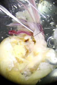 Figure 3. Dissected Balanus nubilus' feeding appendages, a view into the mouth.