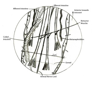 Phascolosoma Internal Anatomy